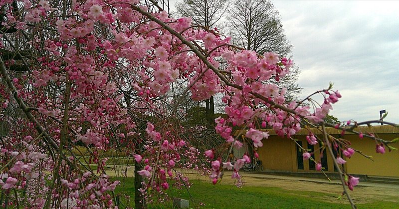 桜ウィーク2024 （大阪市立長居植物園）