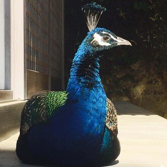 peacock5818