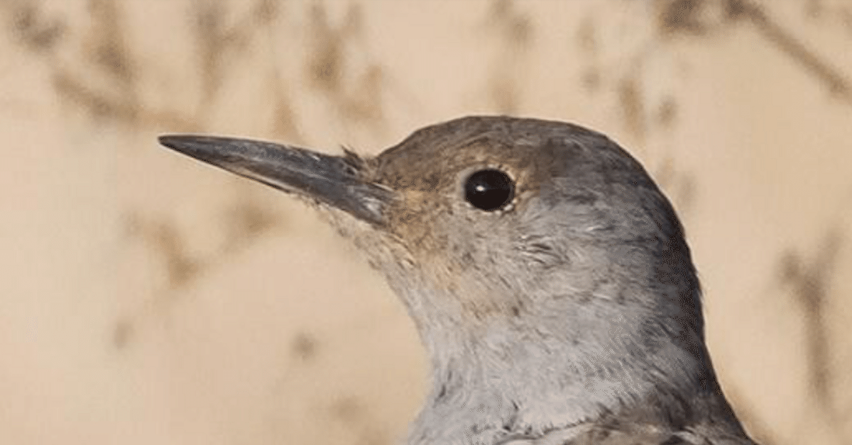 名鳥 ミナミハシボソキツツキ - eBird
