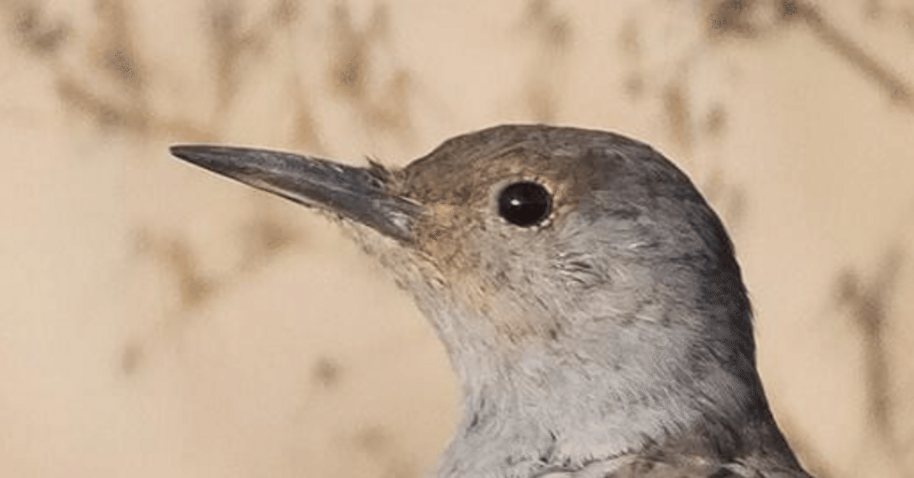 シカゴでバードウォッチング！】 Northern Flicker ハシボソキツツキ