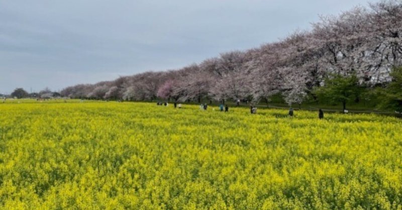 花冷えの権現堂桜堤のお花見