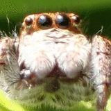 蜘蛛☠Tliltocatl albopilosus