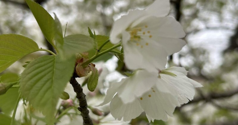 桜三昧其のニ