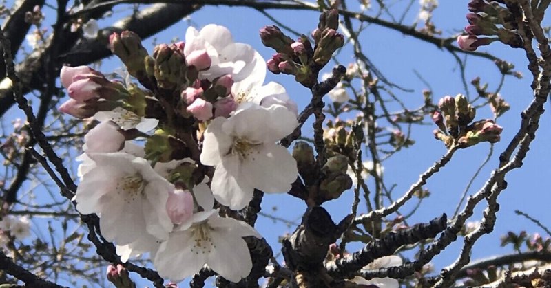 入学式🌸