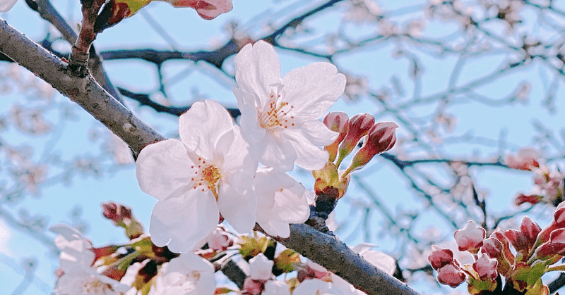 やなせたかしさんに仕事の向き合い方を学ぶ。