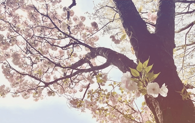 今年の牡丹桜はじっくり楽しむ間も無く、葉桜へ。開花の終わりを少し寂しく感じます。