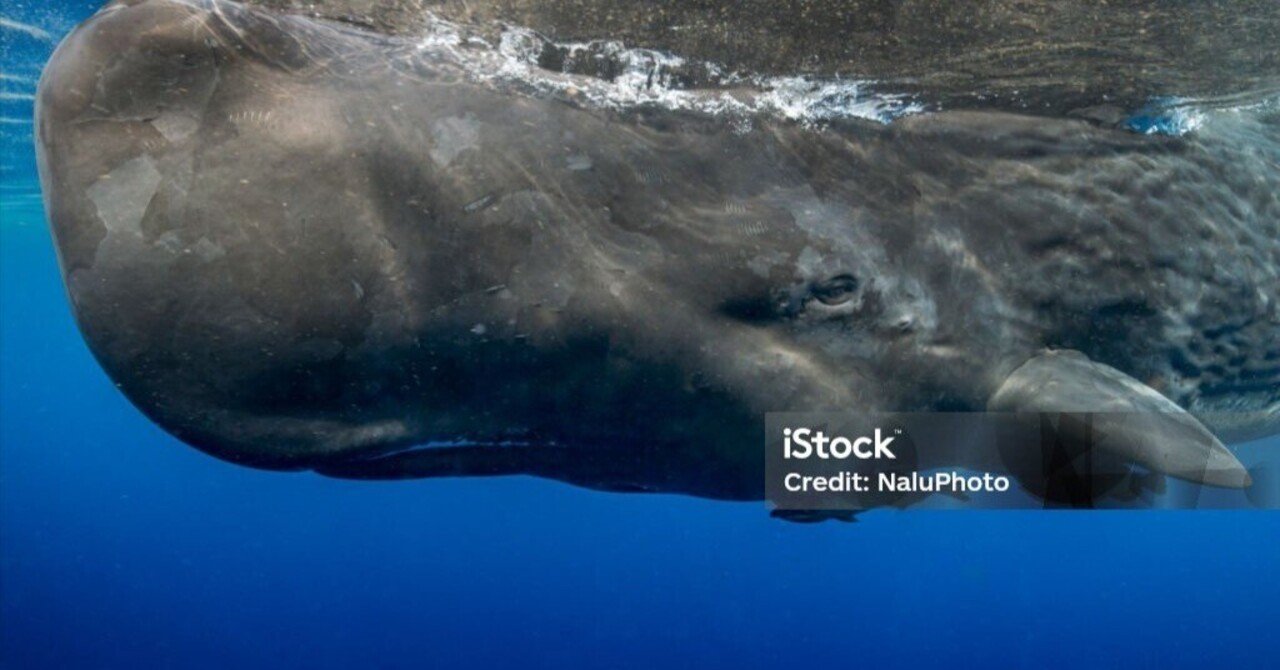 くじら今昔物語②〜ナンタケット、太地、そして糸満へ〜｜国吉真弘