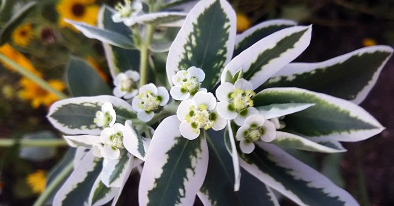 スーさんは 初雪草 という花が好きなのだ スー Note