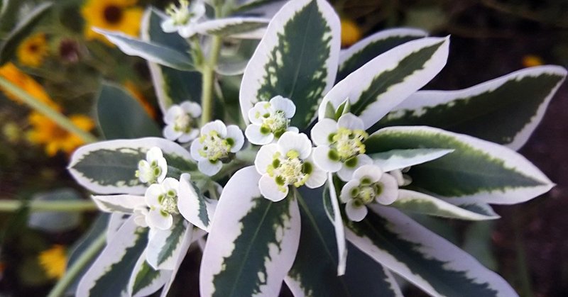 初雪草メイン