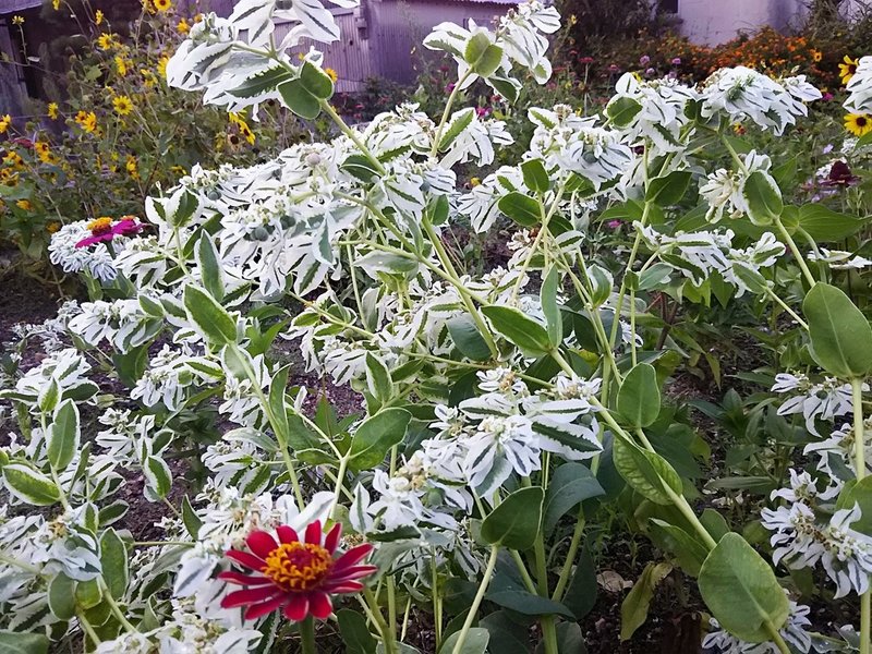 スーさんは 初雪草 という花が好きなのだ スー Note スーさんは 初雪草 という花が好きなのだ スー Note