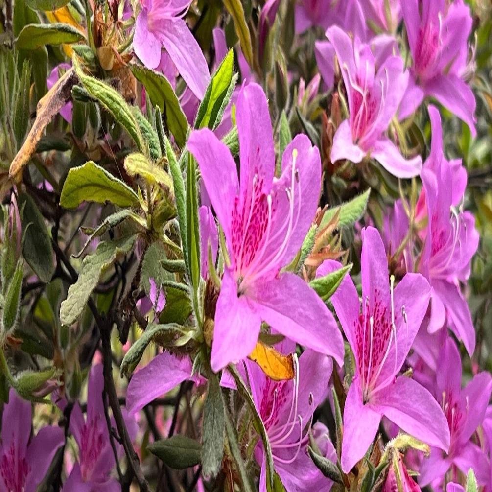 2024.04.06 黐躑躅/黐躑躅”花車”/大山躑躅”飛鳥川”/慶良間躑躅/平戸