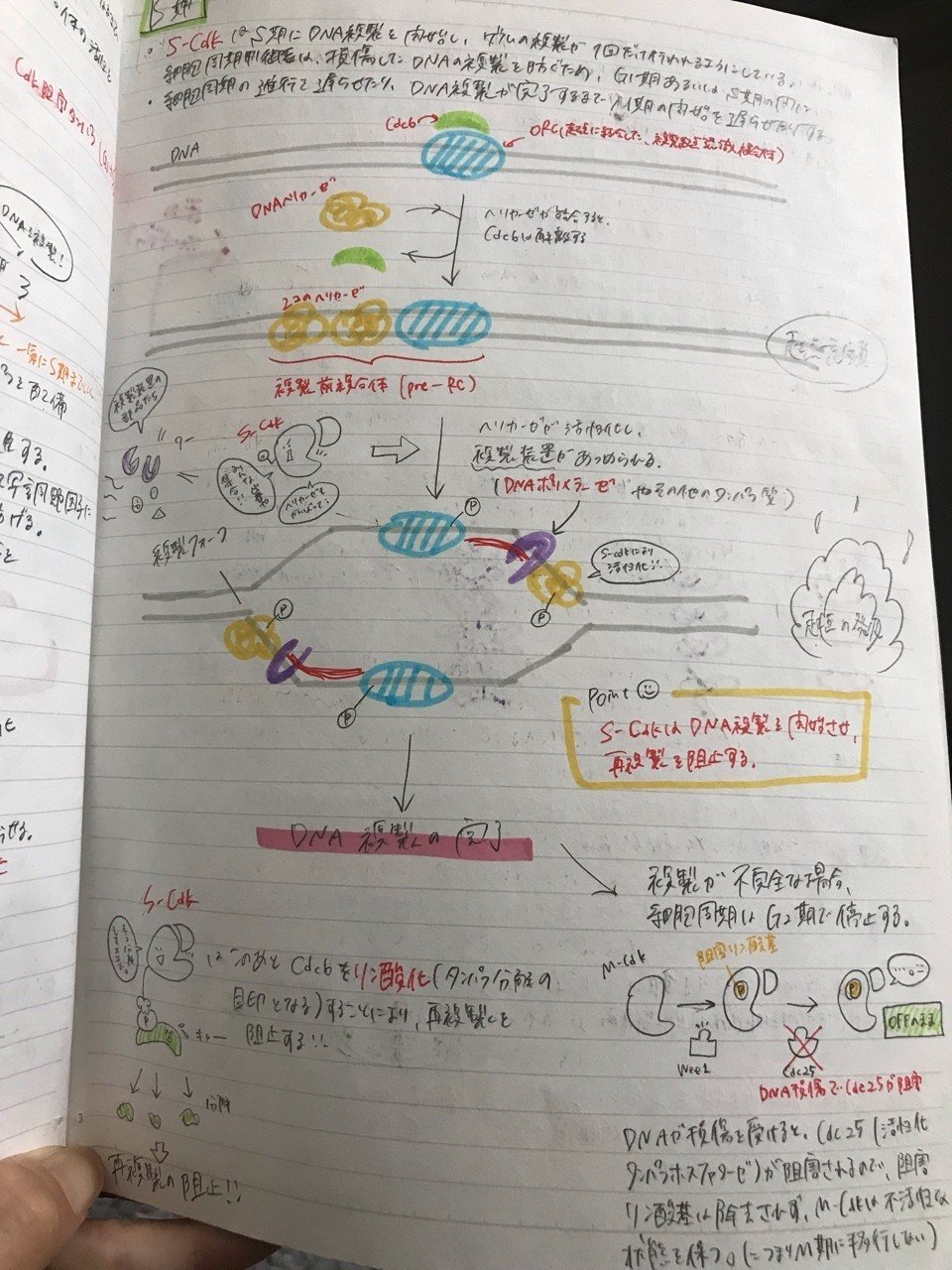 大学院 まとめノート 生物学 【Essential 細胞生物学】