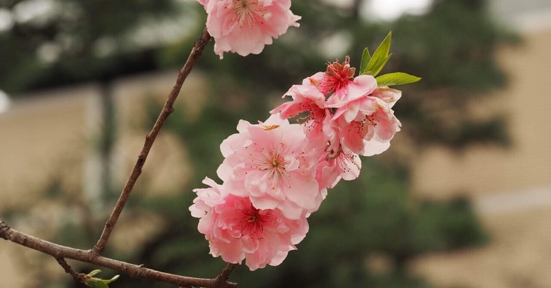 春の心｜写真