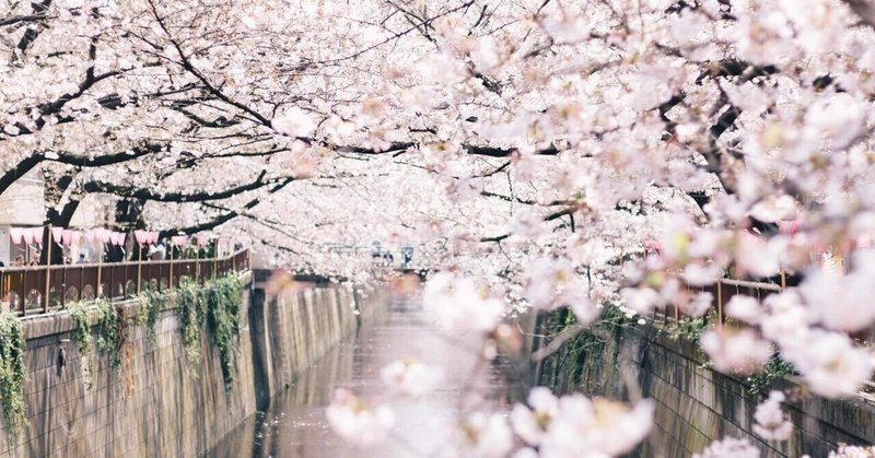 桜吹雪と勿忘草…  セピア色の記憶　#虎吉の毎月note #青ブラ文学部 