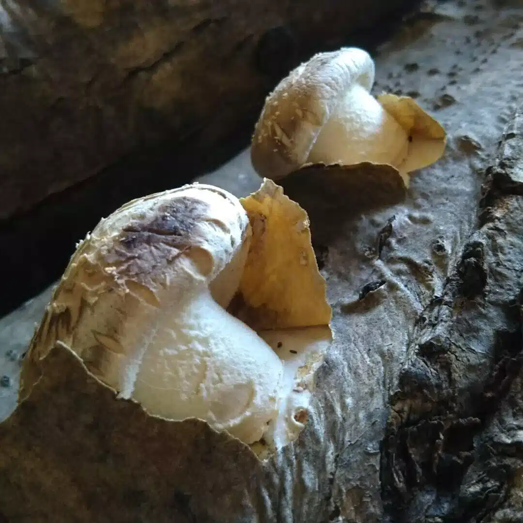 きのこの菌