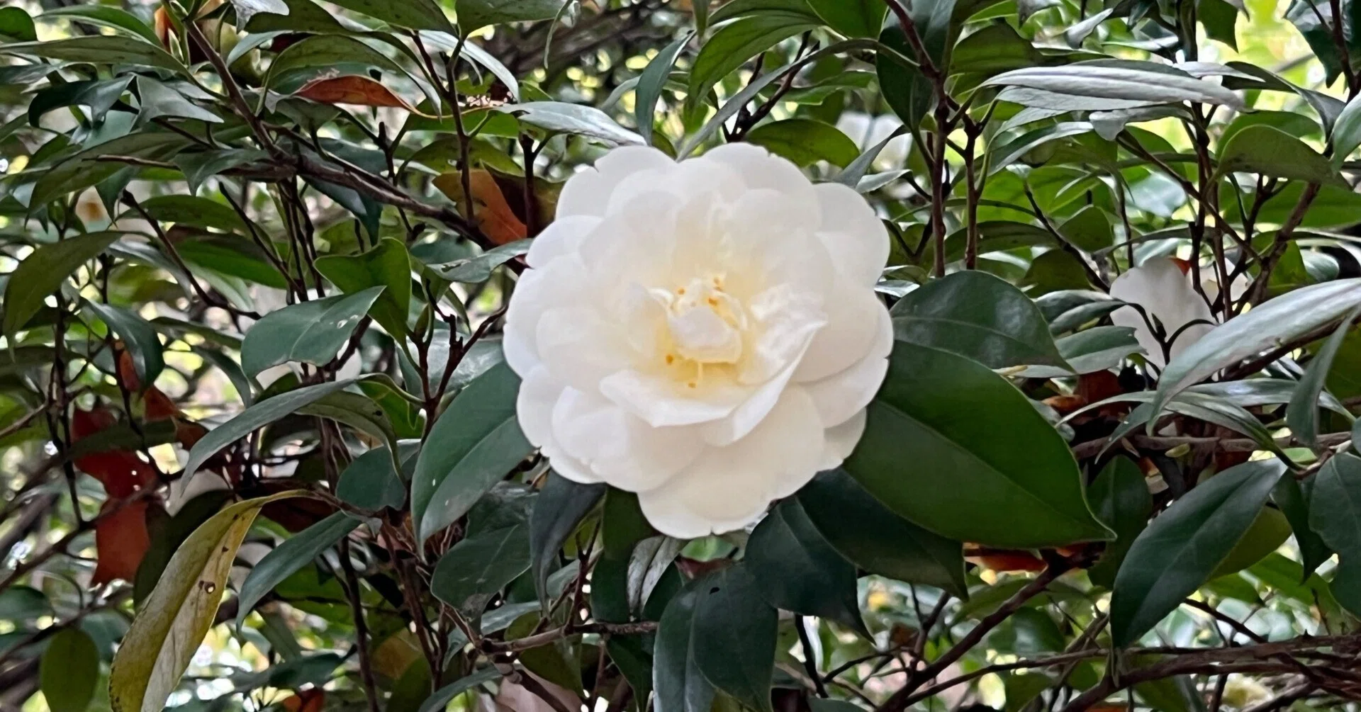 2024.04.06 姫山茶花/薄葉姫山茶花/椿”寒陽袋”/椿”菊更紗”/椿”空蝉”/椿 