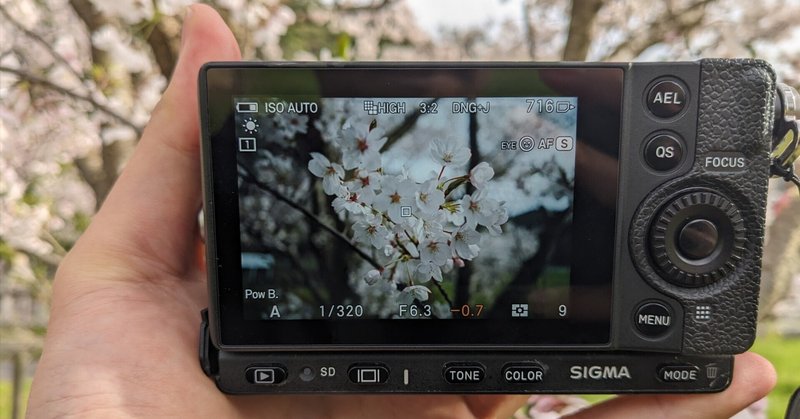 標準と超広角レンズで撮る桜