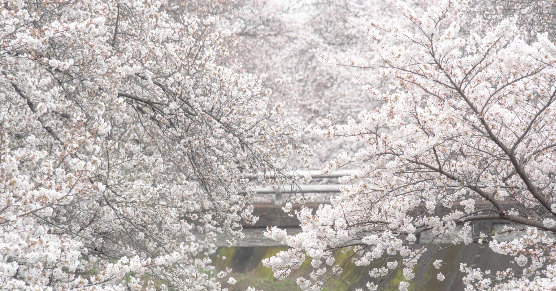 桜 定点観測 2024｜セバス（Sebastian Photography）