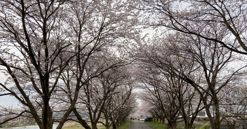 Yuki的No. 1なふるさとの桜。