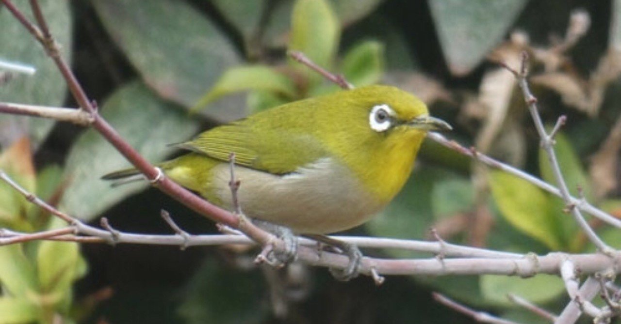 サーブプレート　ラスター　オールドニッポン　梅に鶯ではなく何鳥？