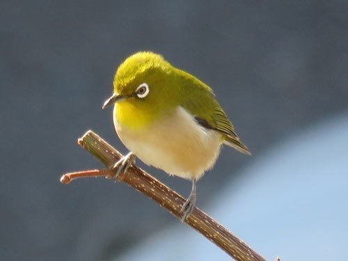 第470回 ウグイスと肩を並べたメジロ 7回目 翆野 大地 Note 第470回 ウグイスと肩を並べたメジロ 7回目 翆野 大地 Note