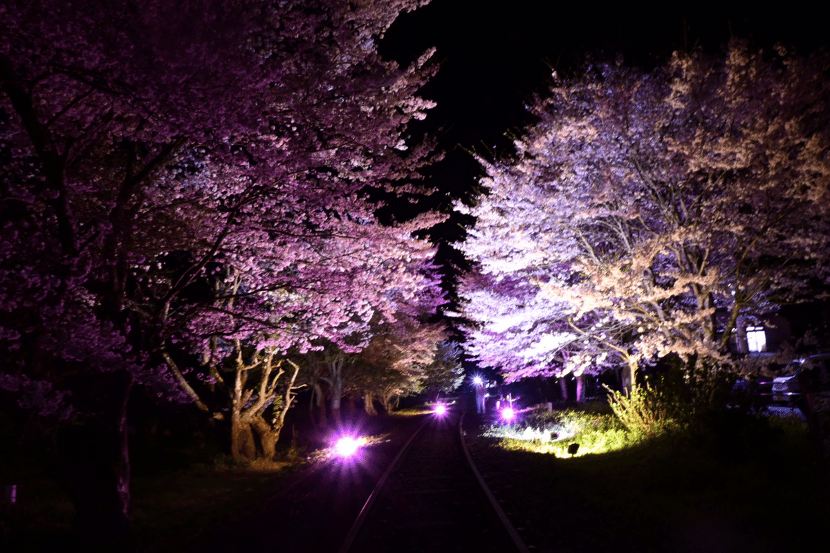 Nikon Zfc 片手に桜の写真撮ってきた話｜ショコシィ