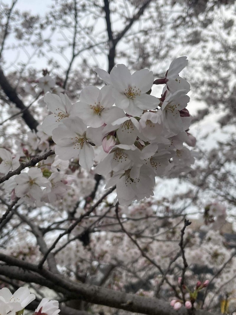 満開の桜