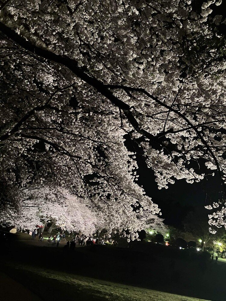 仕事の後、友人と夜桜を観てきました。