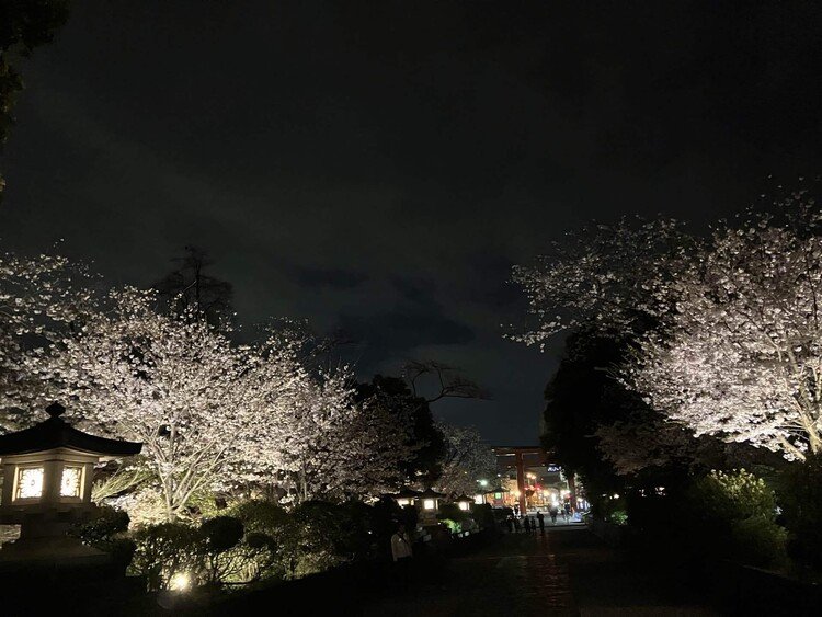仕事後、友人と夜桜を観てきました。