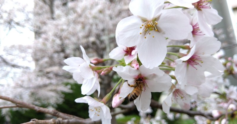満開日にみんなでお花見。そして「東京都薬用植物園」へ初入園！