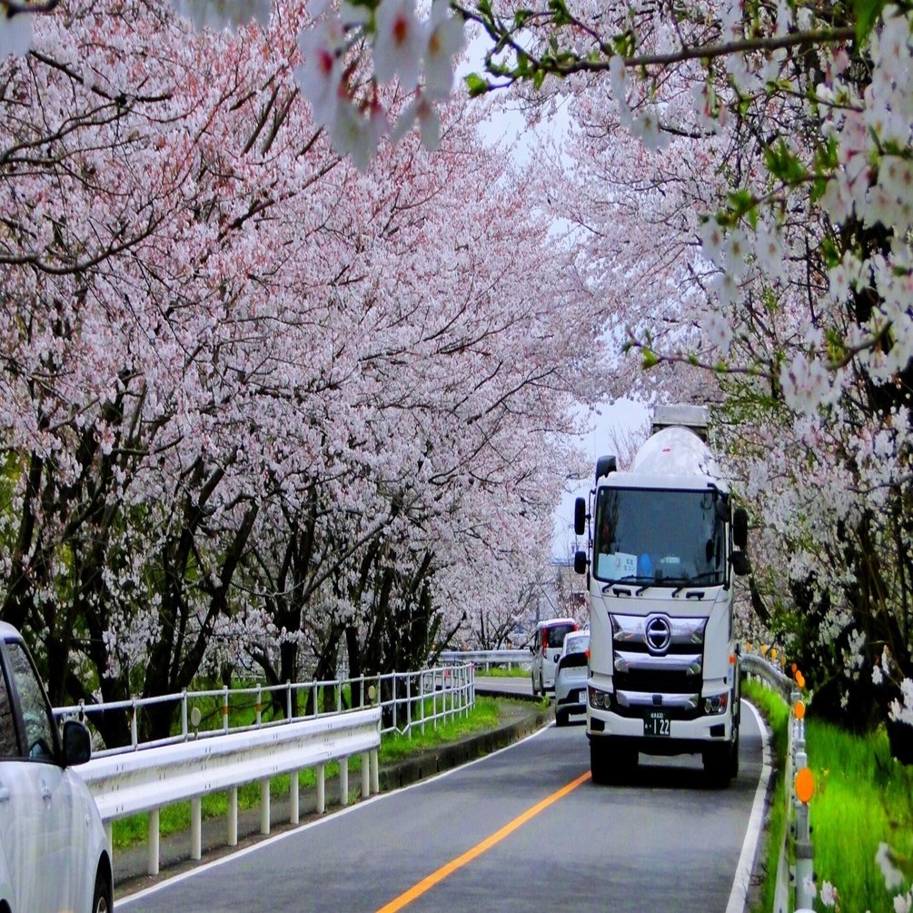 御囲堤の桜｜HRSD-note