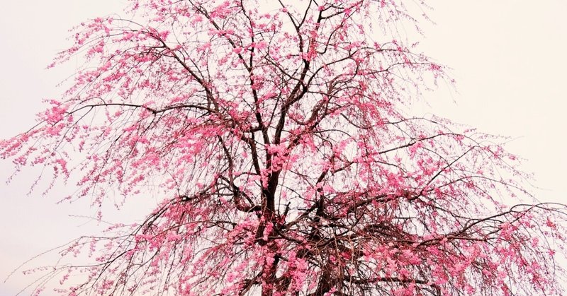 枝垂れ桜を英語でなんという？ | 桜の英語・桜の算数あれこれ