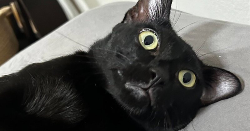 ねこ 記事まとめ - 黒猫｜noteライフスタイル｜note