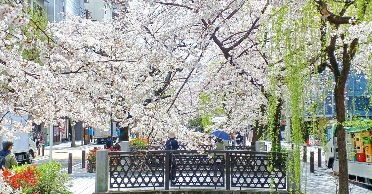 京都ぶらり】京都桜開花情報 木屋町高瀬川の桜満開！｜京都ぶらり