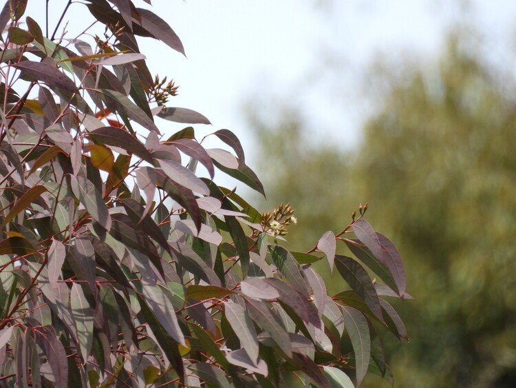 紅葉したユーカリアイアンバークの枝に直径2センチほどの花が咲いた