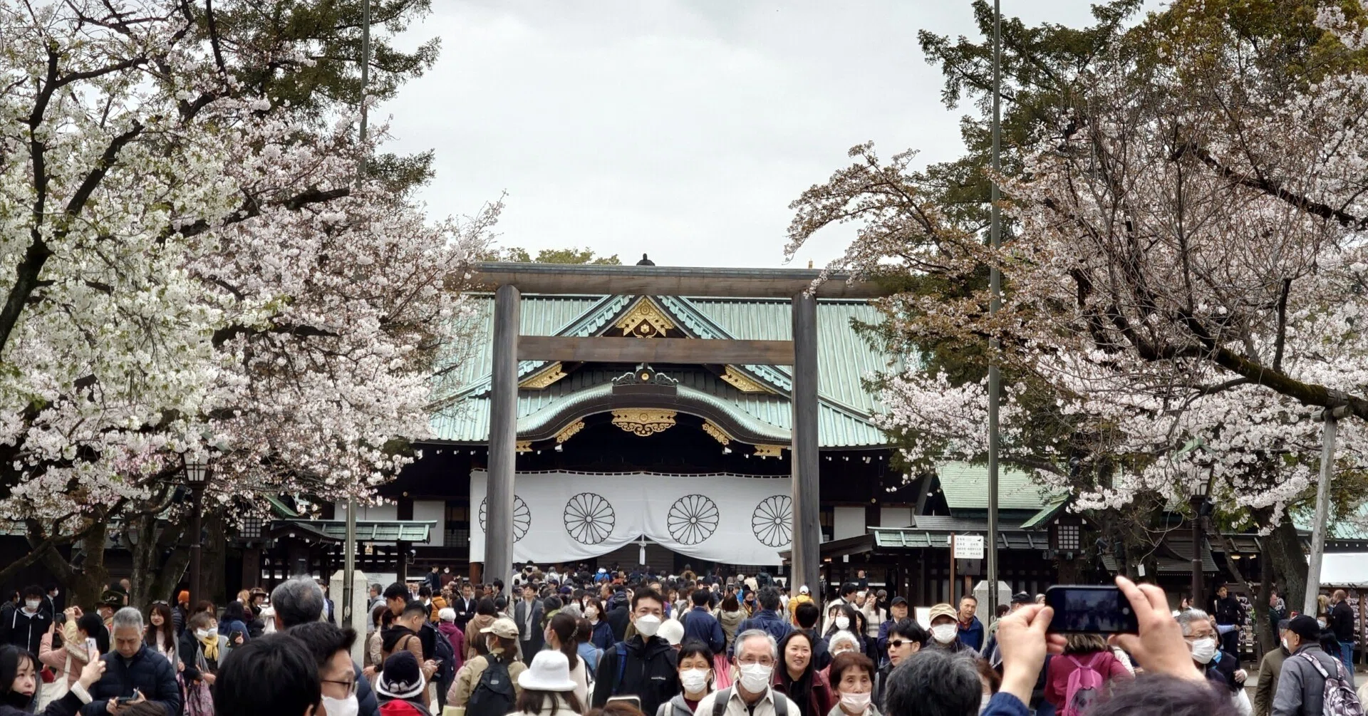 2024年のお花見 - 靖国神社｜kzn