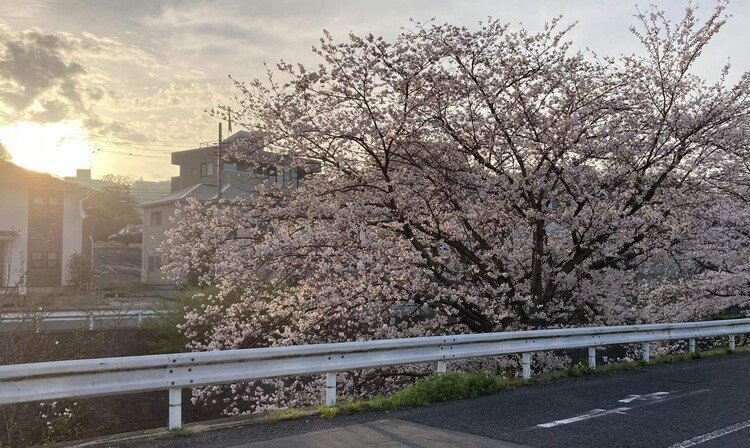 朝焼けに輝く桜（奈良市）。朝は肌寒くても、沈んだ気持ちでも、確実に春はやってくる。