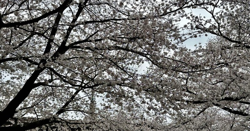 桜満開の中の御講