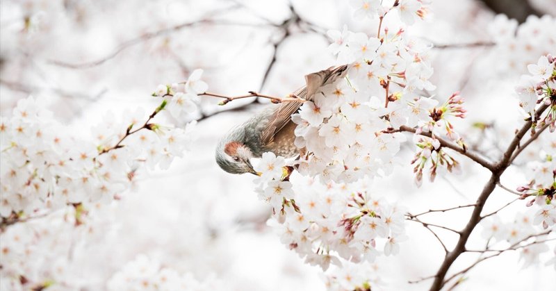 満開の桜を撮りに
