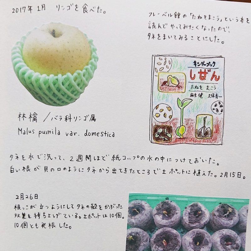 りんご かつらいす Note