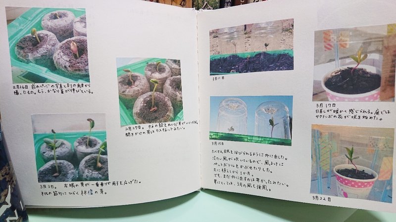 りんご かつらいす Note