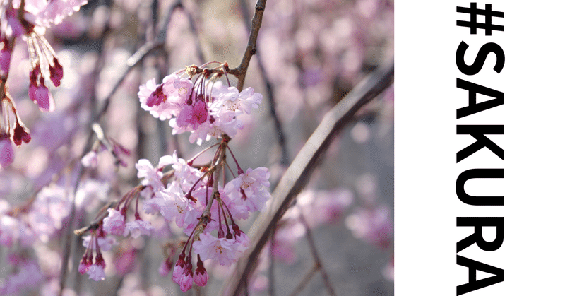 SAKURA No.3 ＃毎日フォト