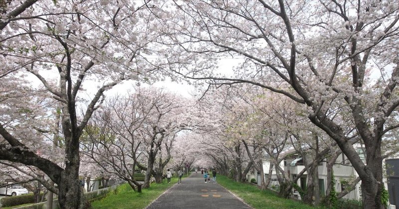 ウォーキング：島田東海道と河原町の桜