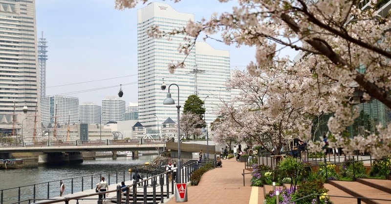 【フォトアルバム】 横浜市役所 水辺テラスの桜と花たち