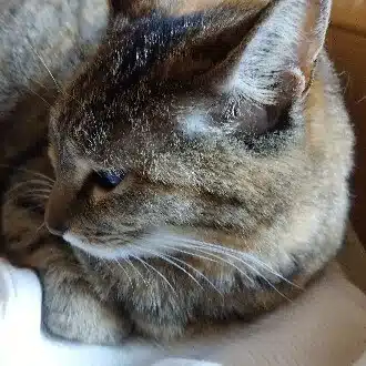 とらまる