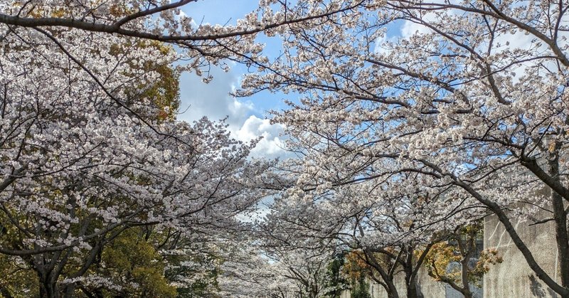 多分最後の花見