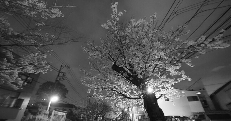 夜桜をモノクロ＋ストロボで撮ってみた。「願はくは花の下にて春死なむ その如月の望月のころ」――西行のこの句が頭を巡る。偽造日記2024/04/07　あるいはChatGPTを飼い慣らす268