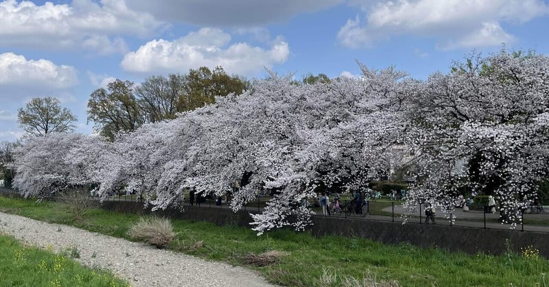 日記「満開の桜にて」