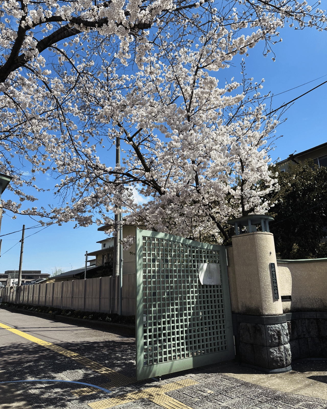 近所の小学校の桜|Kyoto793