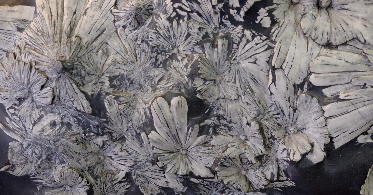 桜を愛で 菊花石と語る｜浮世雲 ukiyogumo 詩仙人